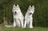 SIBERIAN HUSKY 818